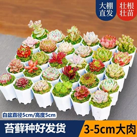 栽培基质;盆栽;营养液