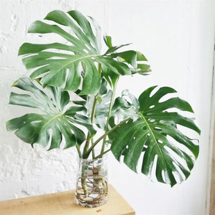 ˮ��ֲ��������������Ϙ������՚������B���F���҃ȿ͏d�Gֲ���B