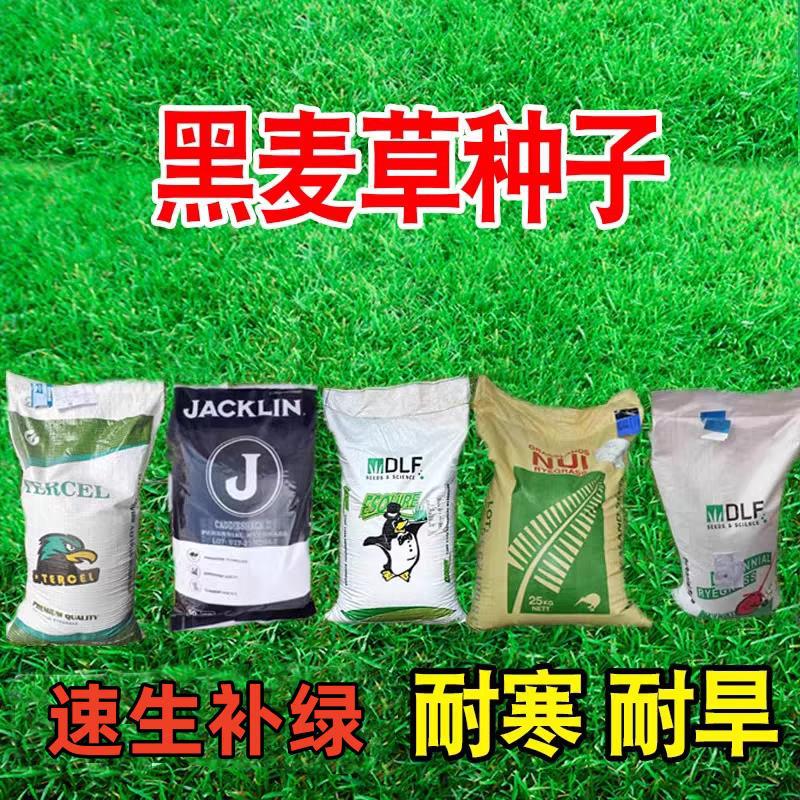 多年生黑麦草种子四季常青免修剪耐寒绿化护坡固土高羊茅草坪草籽