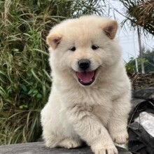 纯种白土松田园犬幼犬活体狗狗中大型白土松犬忠诚护主幼崽宠物狗