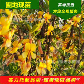 供应金雀树锦鸡儿 金雀花苗 丛生锦鸡小苗 园林绿化工程绿篱树苗
