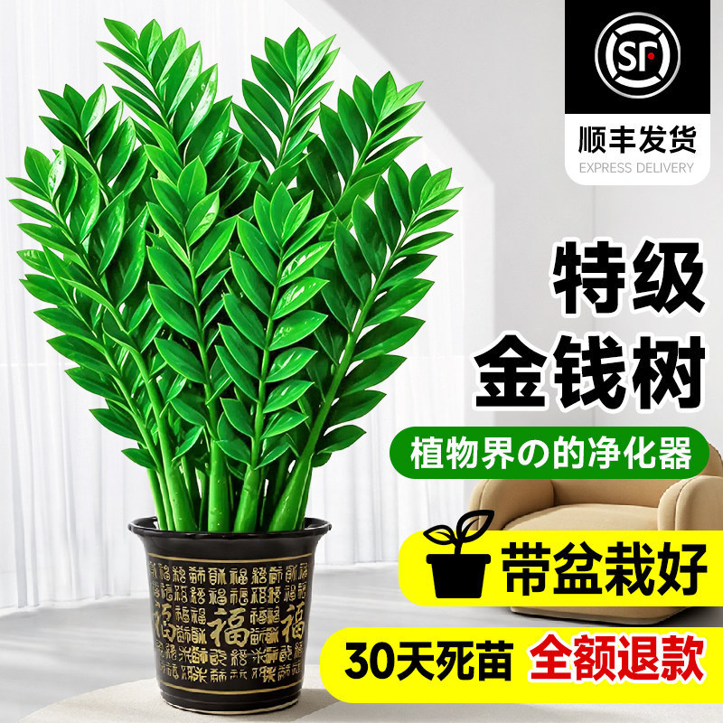 Money Tree potted plant is a large, easy-to-care-for green plant, essential for feng shui in the living room or office, and for attracting wealth, as well as purifying the air Money Tree potted plant is a large, easy-to-care-for green plant, essential for feng shui in the living room or office, and for attracting wealth, as well as purifying the air