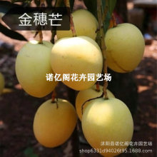 â������ش��͹���â����Y��ͥԺ�̨�����ļ��Nֲ����â����