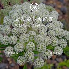 Ұ}Ѽ¶·ꖻ 췼ԭl Ħow