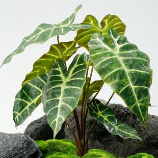 ����ֲ�����^�~�羳�@���쾰���˽��~�G���b����ָ��^��ɏ���l