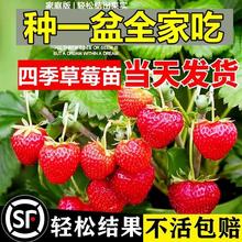 奶油草莓苗盆栽带花带果带土种籽子红颜四季结果阳台种植新苗苗秧