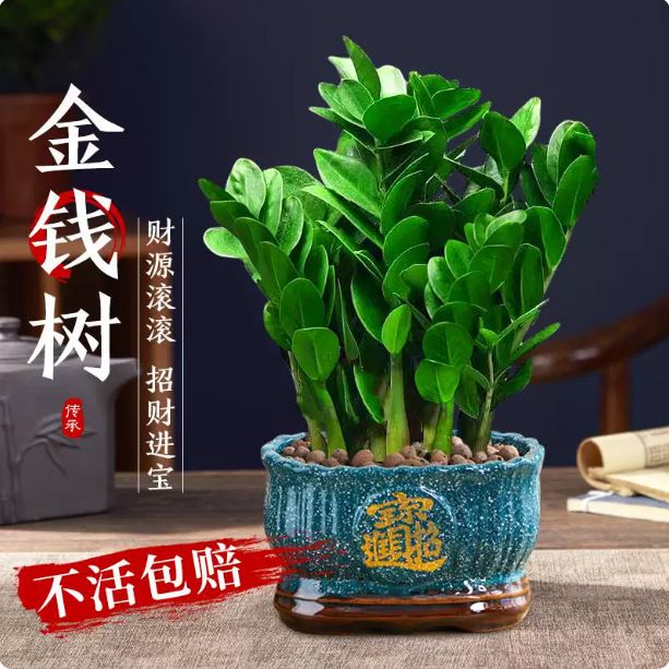 Money Tree saplings, potted flowers, small money tree for the living room, easy to care for, large-sized green plants, indoor plants