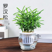 罗汉松盆栽室内水培植物办公室桌面四季绿植客厅常绿小盆栽罗汉松