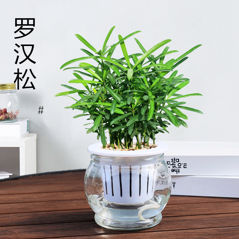 罗汉松盆栽室内水培植物办公室桌面四季绿植客厅常绿小盆栽罗汉松