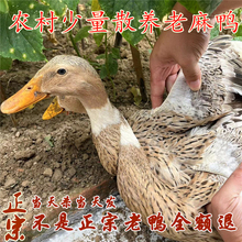 正宗三年老鸭农家散养放养土鸭活鸭现杀水鸭麻鸭孕妇月子整只新鲜