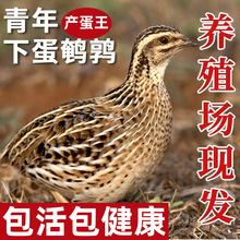 �g�����B�S��a���g�����������µ��̨����B���������g���u���w