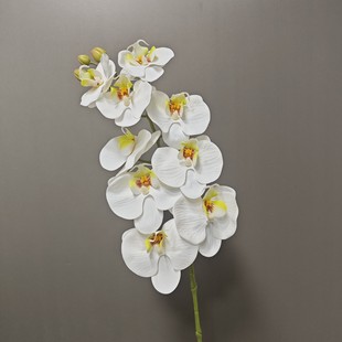 ���滨9���z�������m�ߙn�ָз�������m��֦�ָк����m �m���S��