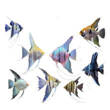 �����~���~�������~������ɫ�Ꭷ�^�p�~С�͵�ˮ���B�߲������~��