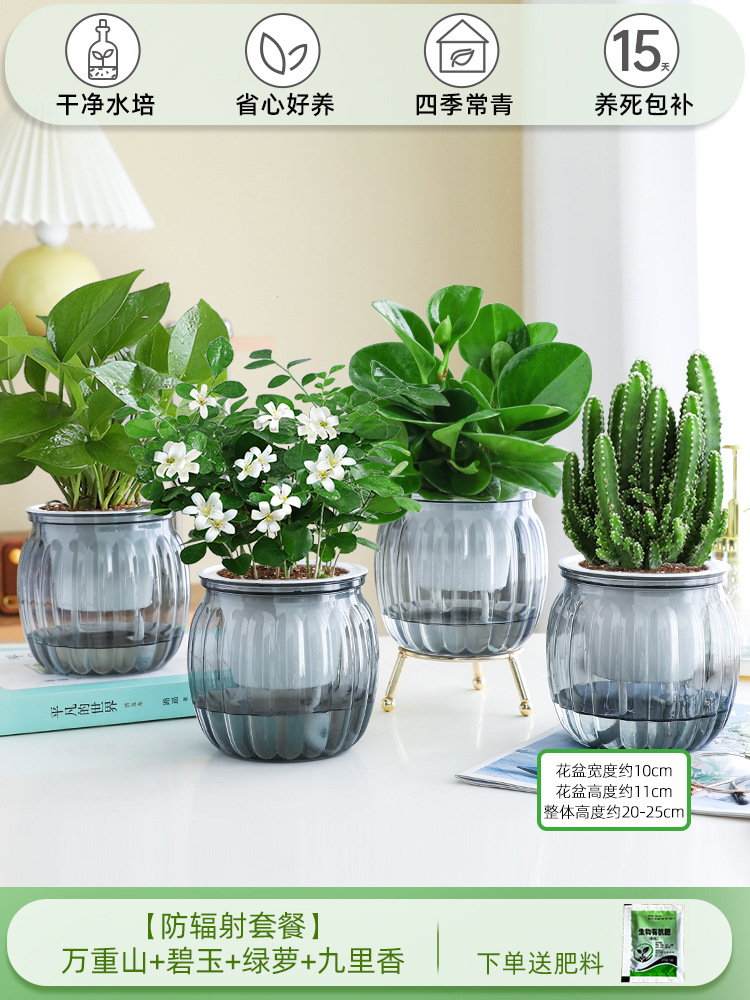 [방사선 방호 패키지] 완중산 + 벽옥 + 청무 + 구리향