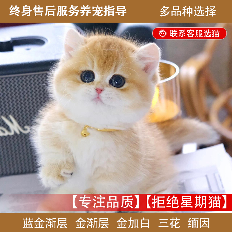 Maine Coon Kitten Siamese Cat Golden Gradient American Shorthair Ragdoll Cat Calico Dwarf Napoleon Minuteman Live Maine Coon Kitten Siamese Cat Golden Gradient American Shorthair Ragdoll Cat Calico Dwarf Napoleon Minuteman Live