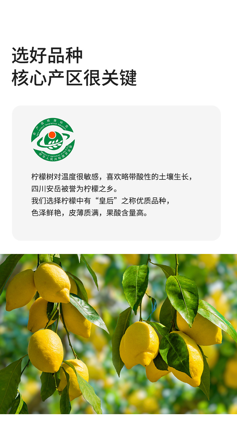Freeze-Dried Lemon Slices Ning Meng Pian 60g Jar Herbal Tea for Hot or Cold Brew quality and texture