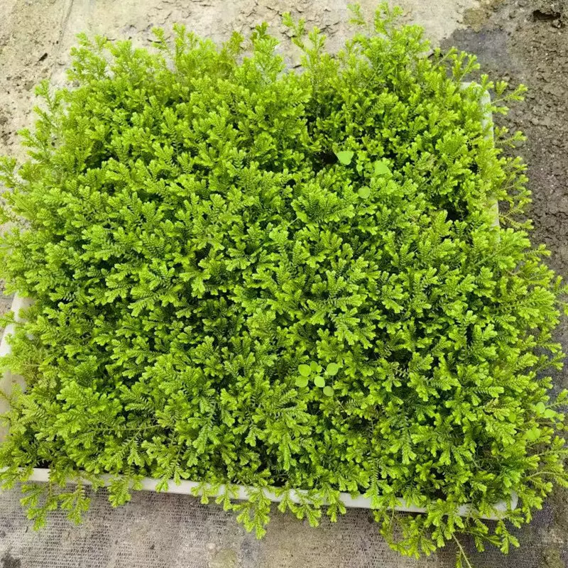 方盘情人草翠云草 龙须 地被花境植物 成都园林绿化苗木花卉绿植