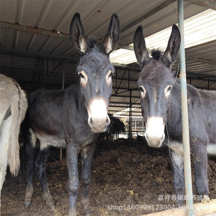 �����H���Bֳ��,���w�H Сë�H�H����һֻ ���H�r��