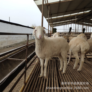 小尾寒羊育肥肉羊羔 小尾寒羊养殖场出售杜寒杂交活羊黑头杜泊羊-阿里巴巴