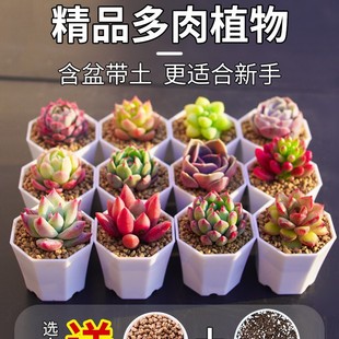 Succulent Plant Kindergarten Indoor Potted Plant Large and Easy to Feed Famous Guiyang Taiwan Lazy Person Classy Flower and Green Plant End