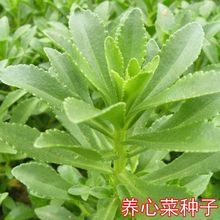 �ϱ��˷N���^����ѪƤ�˼t����ɏ����ɫ�����߲��B���Ĳ˷N��