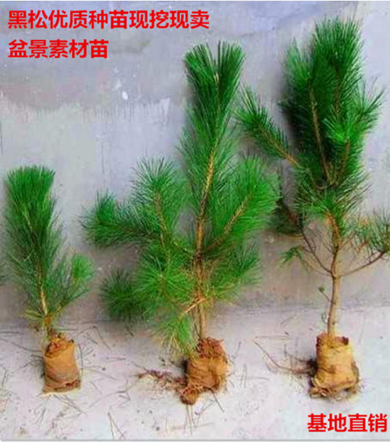 �G����ľ�ձ�����С��ͥԺ��������ɘ����ļ������辰ֲ���ɘ���