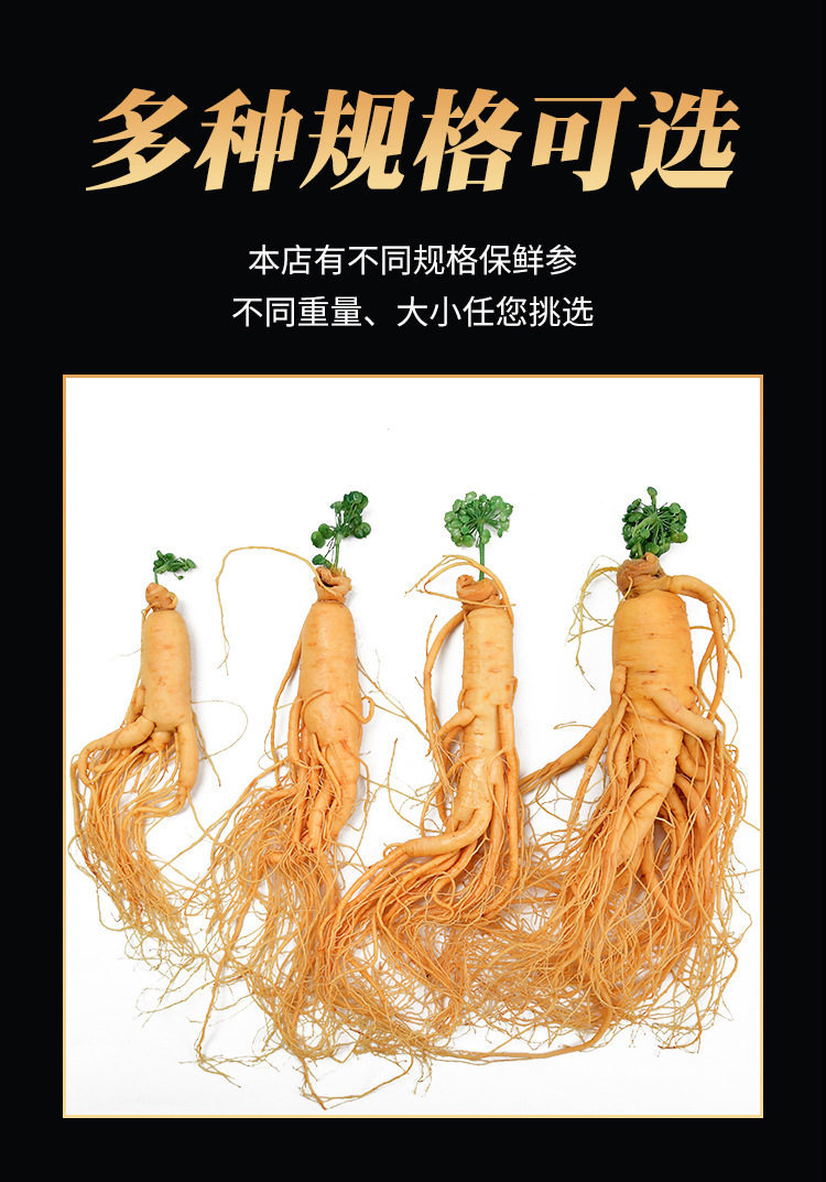 Fresh White Ginseng Root Extra Large Changbai Mountain Ren Shen Soup Tea Wine Ingredient key features