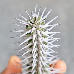 Yalong Wood Dragon Tree Cactus Hell Magic Needle Rare Thorns Free Shipping Cactus Green Plant Succulent Plant Potted Plant