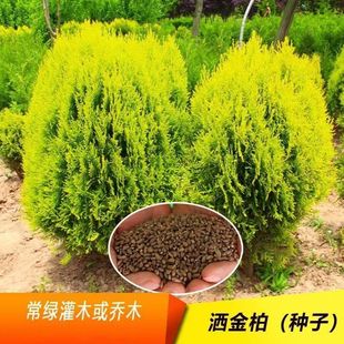 ���l���G�طN�� ͥԺ�G�����绨�@�ļ������ɫ��N�����·N