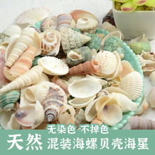 天然海螺贝壳彩扇贝手工DIY小贝壳 20余款混装鱼缸造景儿童节材料