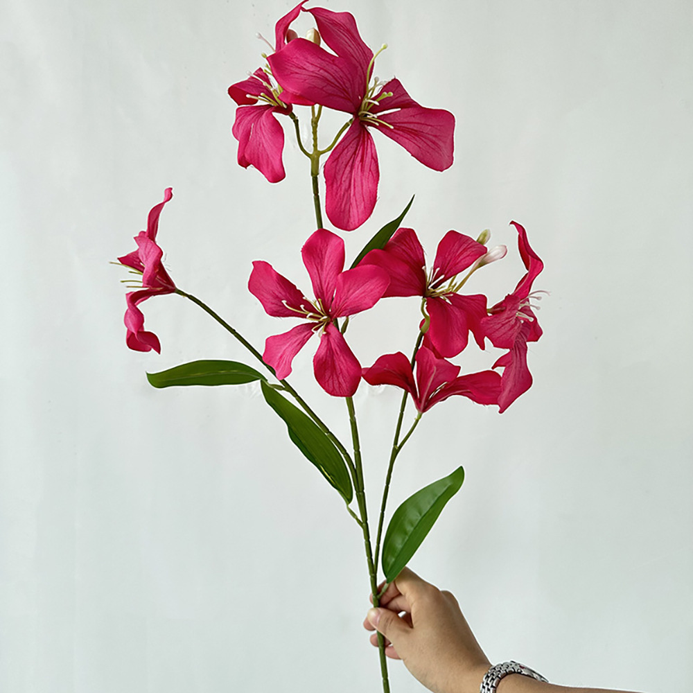 메이이 플레임 오키드 로즈 레드