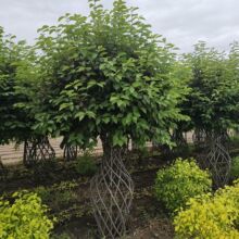 紫叶稠李造型树 造景树 园区绿化带 花瓶树造型树 园林景观