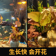 ��ˮ���~��ˮ�����к󾰼t�ɸ��쾰��ˮ���w��ɏ��Ƽ˯ɏ�������