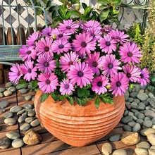 Ϸf۾ջN{ĿջͺļN^G޾շNӟN