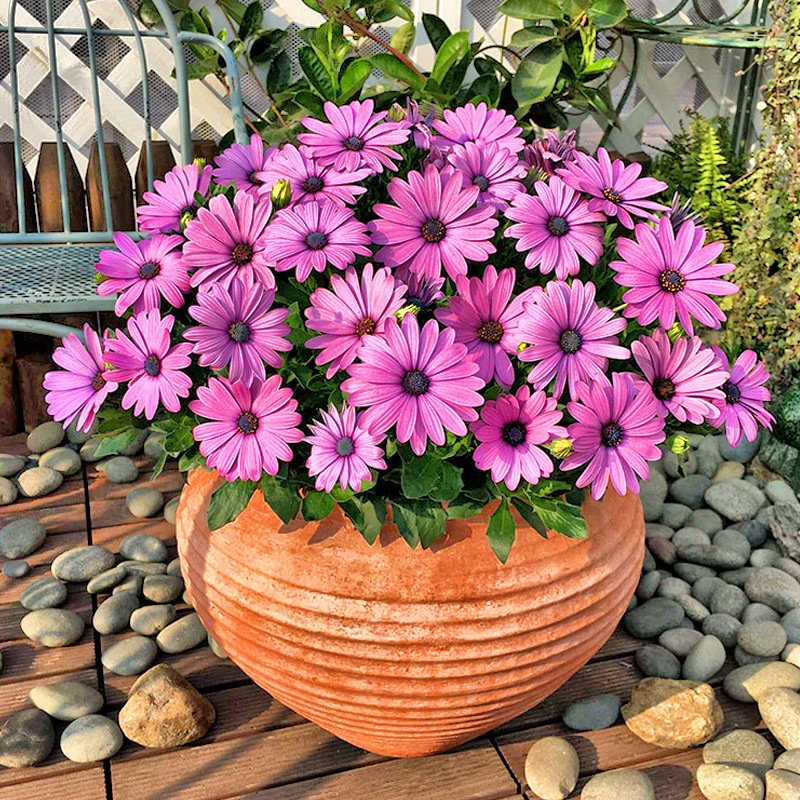 南非万寿菊花种籽蓝目菊花籽耐寒四季播种景观绿化非洲菊种子热销