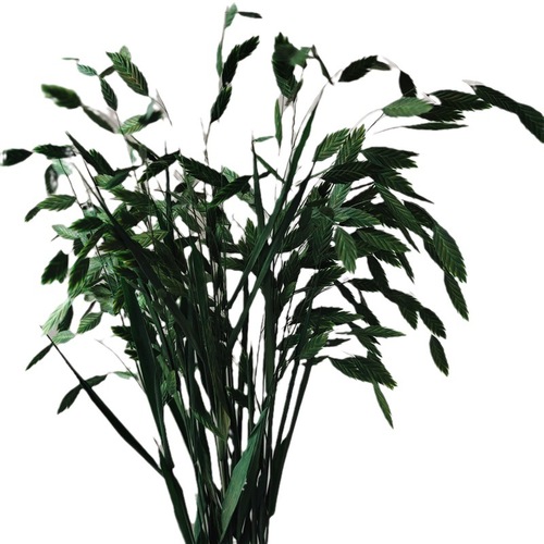 Preserved flower small grass dried flower bouquet ins Nordic diamond grass air-dried real flower decorative ornaments small fat grass