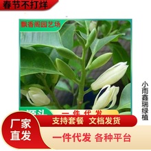 һ�����l�������S���m���������m�������҃�����Gֲ���ļ��_����