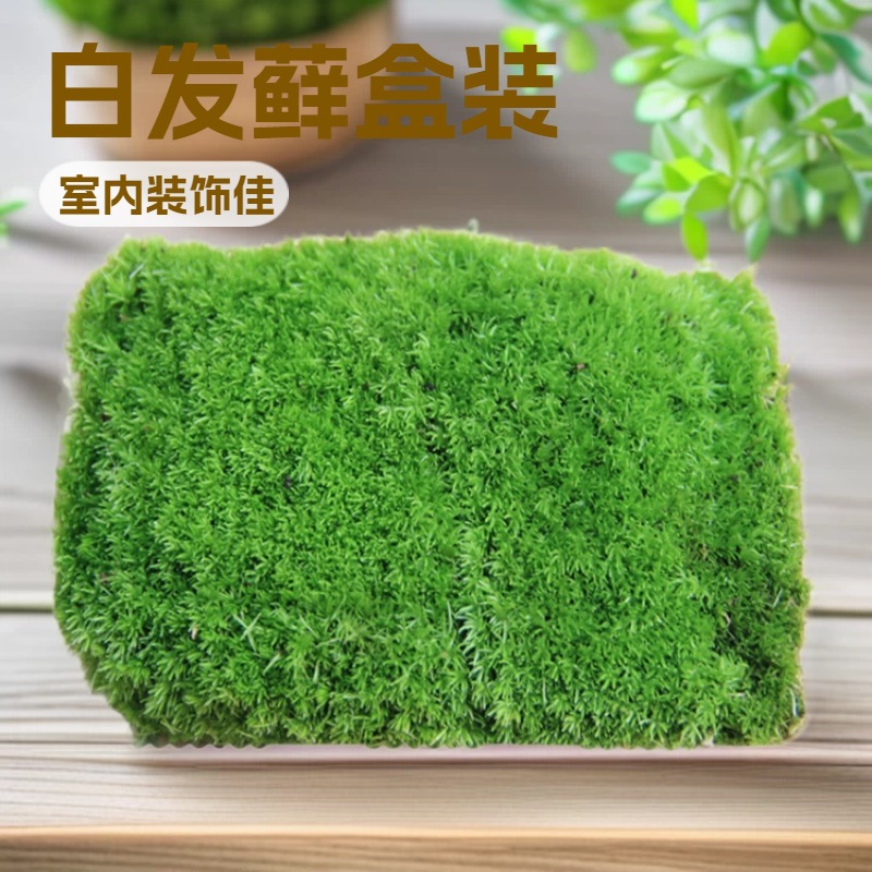 Moss micro -landscape air -dried fresh white -haired moss small…