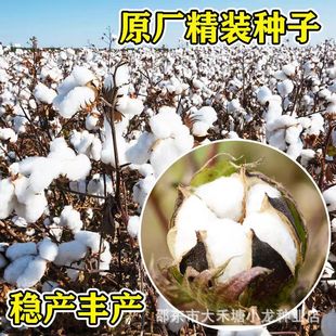 �G��0436�޷N��ԭ�b��������߮a�����x���ķNֲ��⏾�Ʒ�޻��N��