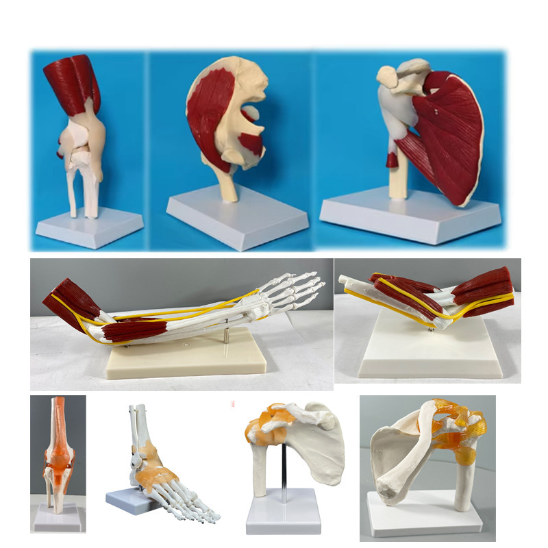 Production of Human Skeleton Anatomical Models of Muscles, Ligaments, Hands, Feet, Shoulders, Knees, Elbows, and Hip Joints - 6 Major Joint Models Production of Human Skeleton Anatomical Models of Muscles, Ligaments, Hands, Feet, Shoulders, Knees, Elbows, and Hip Joints - 6 Major Joint Models