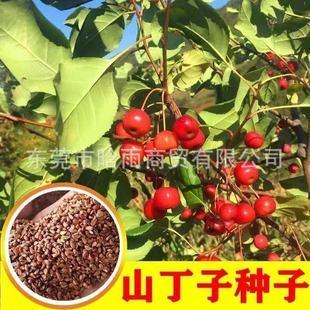 ɽ���ӷN�����N��ɽ�G�Ӽ޽��O����N����ľ�N��ԭ�����ķN�Ӄ�