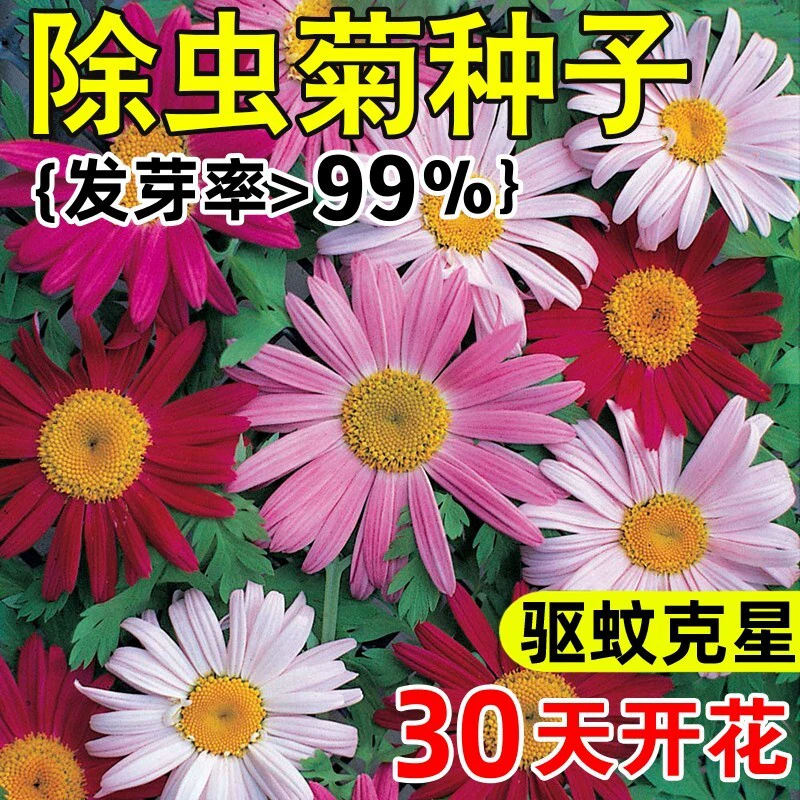 Смешанные семена хризантем для садовых цветов, отпугивающих комаров, легко выращиваются и цветут в любое время года, подходят для посадки в горшках на балконе.