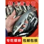 螺丝青鱼草鱼苗