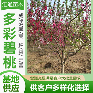 ��ʱ��Ҽt�~������������ԑ����ɫ�L������ͥԺ�ֵ��G����ľ