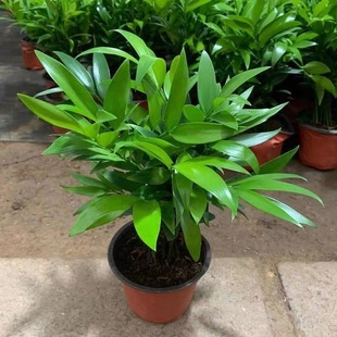 ������������ò�ˮ��ֲ�︻�F�񻨻��҃��ļ�����Gֲˮ�Bֲ��