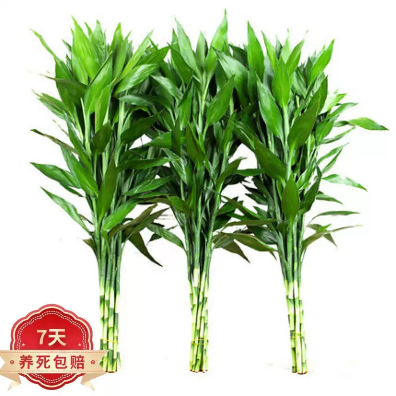 富贵竹水竹转运竹龙竹荷花竹水培植物绿植盆栽花卉竹子水插大叶竹