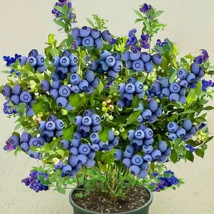 Blueberry Tree Fruit Seedlings with Fruit Blueberry Seedlings Potted Fruit Saplings That Bear Fruit in the Same Year and Are Planted in the North and South Rabbit Eye Extra Large Balcony