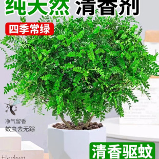 Fragrant Pepperwood Potted Florals Indoor and Outdoor Mosquito Repellent Plants Saplings Old Pile Bonsai Jili Fragrant Green Plants
