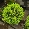 Xiaoxiangsong Desktop Pot Potting Four Seasons Evergreen Office Pine Tree Potted Christmas Decoration Watching Green Plant Flower Seedlings
