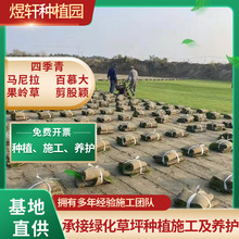 百慕大草坪混播黑麦草 马尼拉四季青果岭草狗牙根草皮草坪基地